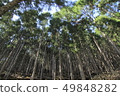 Cedar forest 49848282