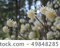 Mitsumata Flower 49848285
