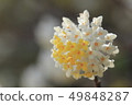 Mitsumata Flower 49848287
