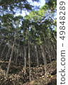 Cedar forest 49848289