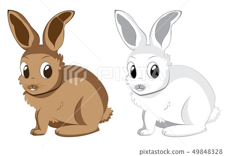 White and brown rabbits 49848328