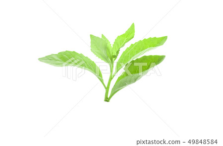 Fresh green leaf on white background Fresh green leaf on white background 49848584