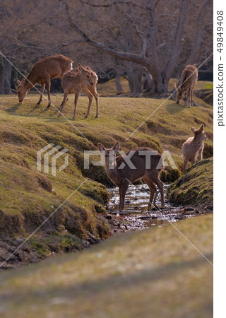 奈良公園的鹿 49849408