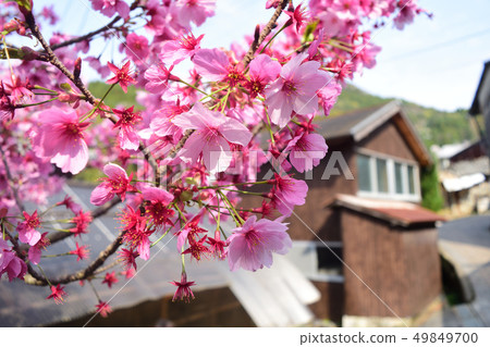 Cherry blossoms and country town Cherry blossoms and country town 49849700