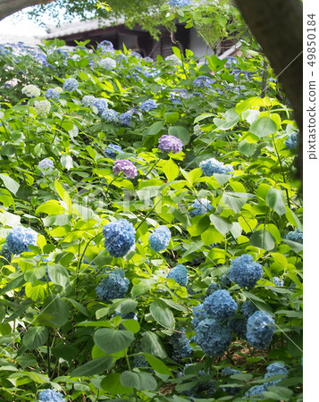 Hydrangea in Japanese Temple Hydrangea in Japanese Temple 49850184