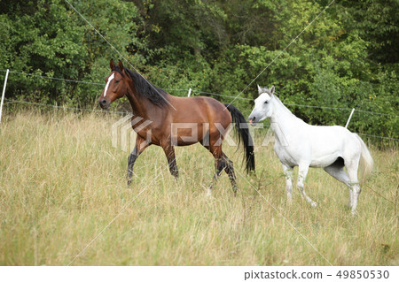 Amazing batch of horses on pasturage Amazing batch of horses on pasturage 49850530