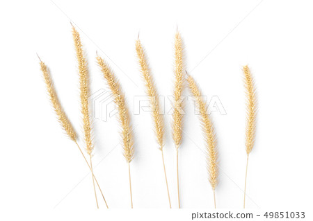 Dry fountain grass isolated on white background 49851033