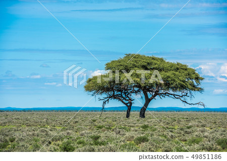 Tree in savannah, classic african landscape image Tree in savannah, classic african landscape image 49851186