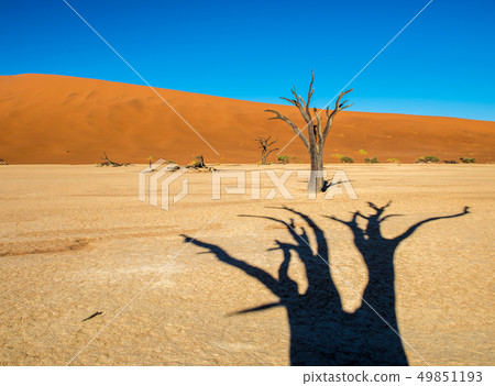 Dead Camelthorn Trees and red dunes in Deadvlei 49851193