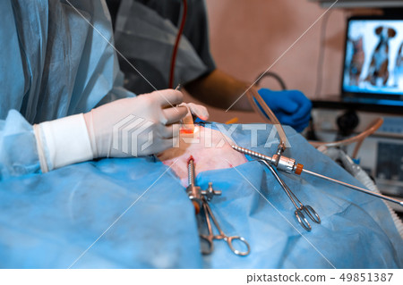 Vet doing the operation for sterilization. The cat 49851387