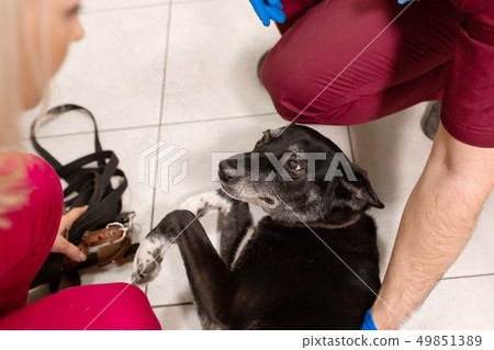 vets examine shy dog in animal hospital 49851389