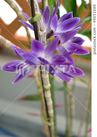 Western orchid Dendrobium purple flower Western orchid Dendrobium purple flower 49851689