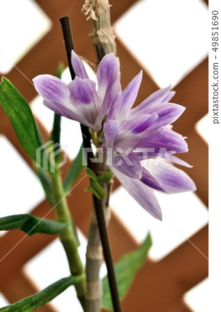 Western orchid Dendrobium purple flower Western orchid Dendrobium purple flower 49851690