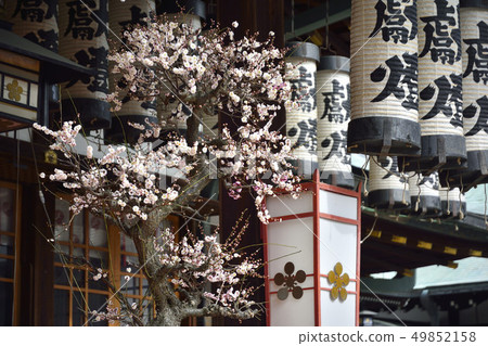 Plum Bonsai Osaka Tenmangu 49852158