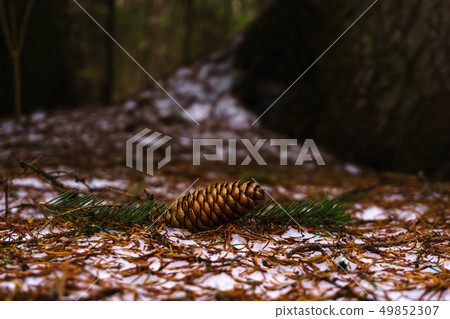 fir cone on the snow in the spring forest 49852307