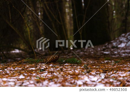 fir cone on the snow in the spring forest 49852308
