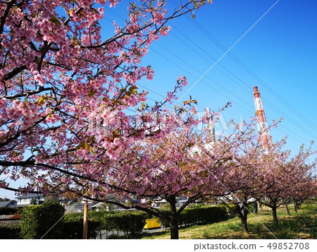 排櫻桃樹 排櫻桃樹 49852708