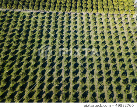 Aerial photo of an orange grove in spring 49852760
