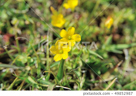 酢漿草花 49852987