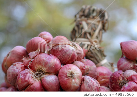 Shallots still on wood background Shallots still on wood background 49853560