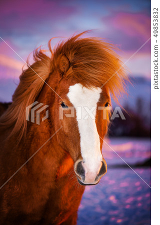 Beautiful red horse with long mane. Portrait of an Icelandic horse on a sunset background. 49853832