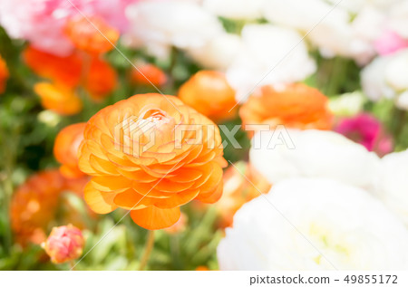 Ranunculus Flower Ranunculus Flower 49855172