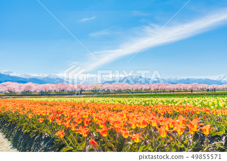 春天在日本富山縣Kamogawari鬱金香和櫻花樹 49855571