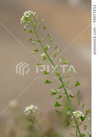 薺菜 49855652