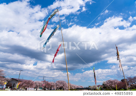 Koinobori Sakura Minami Asagawa 49855893