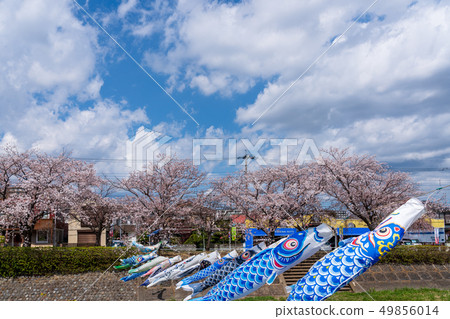 Koinobori Sakura Minami Asagawa Koinobori Sakura Minami Asagawa 49856014