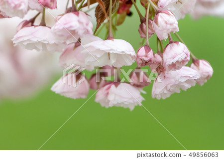 closeup fruit tree pink flowers spring blossom closeup fruit tree pink flowers spring blossom 49856063