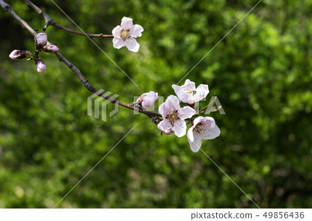 花 花 49856436