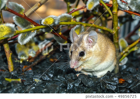 cute mouse among the branches of flowering willow 49856725