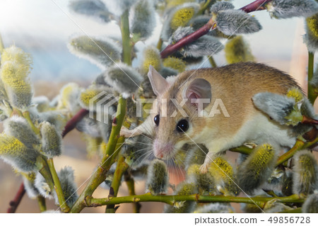 cute mouse among the branches of flowering willow cute mouse among the branches of flowering willow 49856728