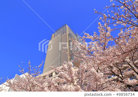 櫻花在東京中城 櫻花在東京中城 49856734