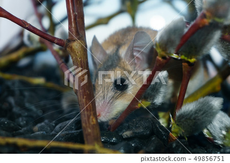 cute mouse among the branches of flowering willow cute mouse among the branches of flowering willow 49856751