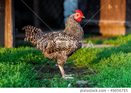 Black and white chicken standing in the yardwith Black and white chicken standing in the yardwith 49856785