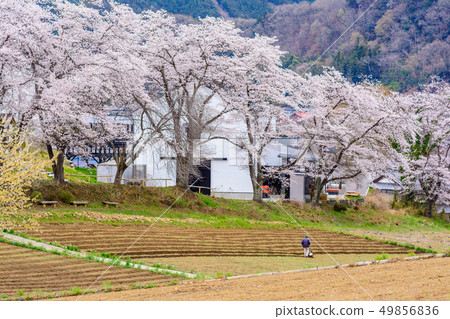 Cherry blossoms of Nodoyama [Nagashima-cho, Saitama Prefecture] 49856836