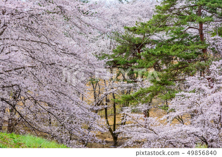 Nodoyama的櫻花[埼玉縣長島町] 49856840