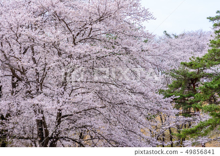 Nodoyama的櫻花[埼玉縣長島町] 49856841