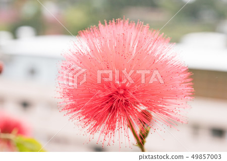 Aika Hanazume一種美麗的被子植物。 49857003