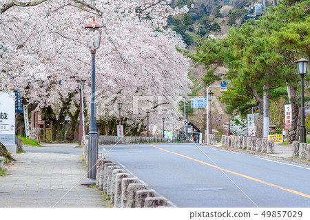 Cherry blossoms in full bloom in Yamato [Nagashima-cho, Saitama Prefecture] 49857029