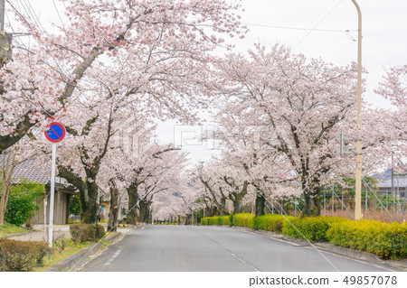North Sakura Dori in full bloom [Nagashima-cho, Saitama Prefecture] 49857078