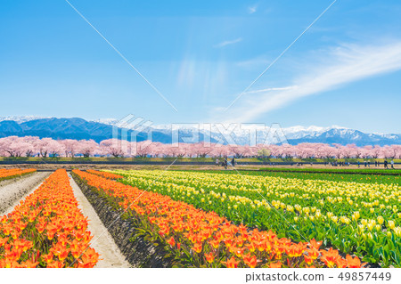 春天在日本富山縣Kamogawari鬱金香和櫻花樹 49857449