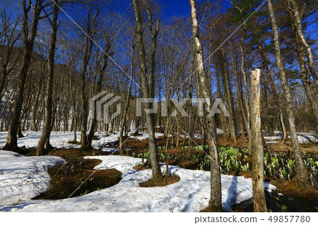 Nishiwaga Town Minamata blooming in the forest 49857780