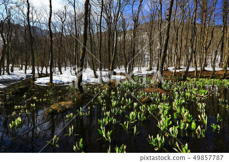 Nishiwaga鎮開花在森林裡的Minamata 49857787