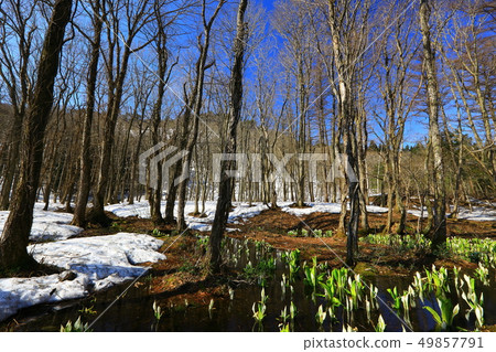Nishiwaga鎮開花在森林裡的Minamata 49857791