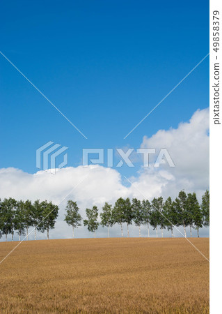 Colored wheat fields and birch trees Colored wheat fields and birch trees 49858379