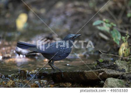 Adult Blue whistling thrush (Myophonus caeruleus) Adult Blue whistling thrush (Myophonus caeruleus) 49858380