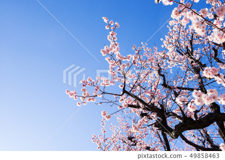 Plum tree, plum flower, 49858463